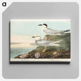 アートパネル-Havell's Tern and Trudeau's Tern from Birds of America
 - アメリカの鳥たち Canvas.