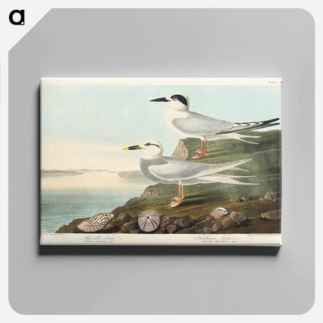 アートパネル-Havell's Tern and Trudeau's Tern from Birds of America
 - アメリカの鳥たち Canvas.