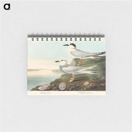 アートメモ帳-Havell's Tern and Trudeau's Tern from Birds of America
 - アメリカの鳥たち Memo.