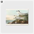 アートポストカード-Havell's Tern and Trudeau's Tern from Birds of America
 - アメリカの鳥たち Postcard.