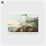 アートポストカード-Havell's Tern and Trudeau's Tern from Birds of America
 - アメリカの鳥たち Postcard.