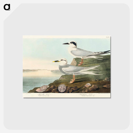 アートポストカード-Havell's Tern and Trudeau's Tern from Birds of America
 - アメリカの鳥たち Postcard.