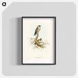 アートポスター-Black-faced Wood-Swallow
 - オーストラリアの鳥 Poster.