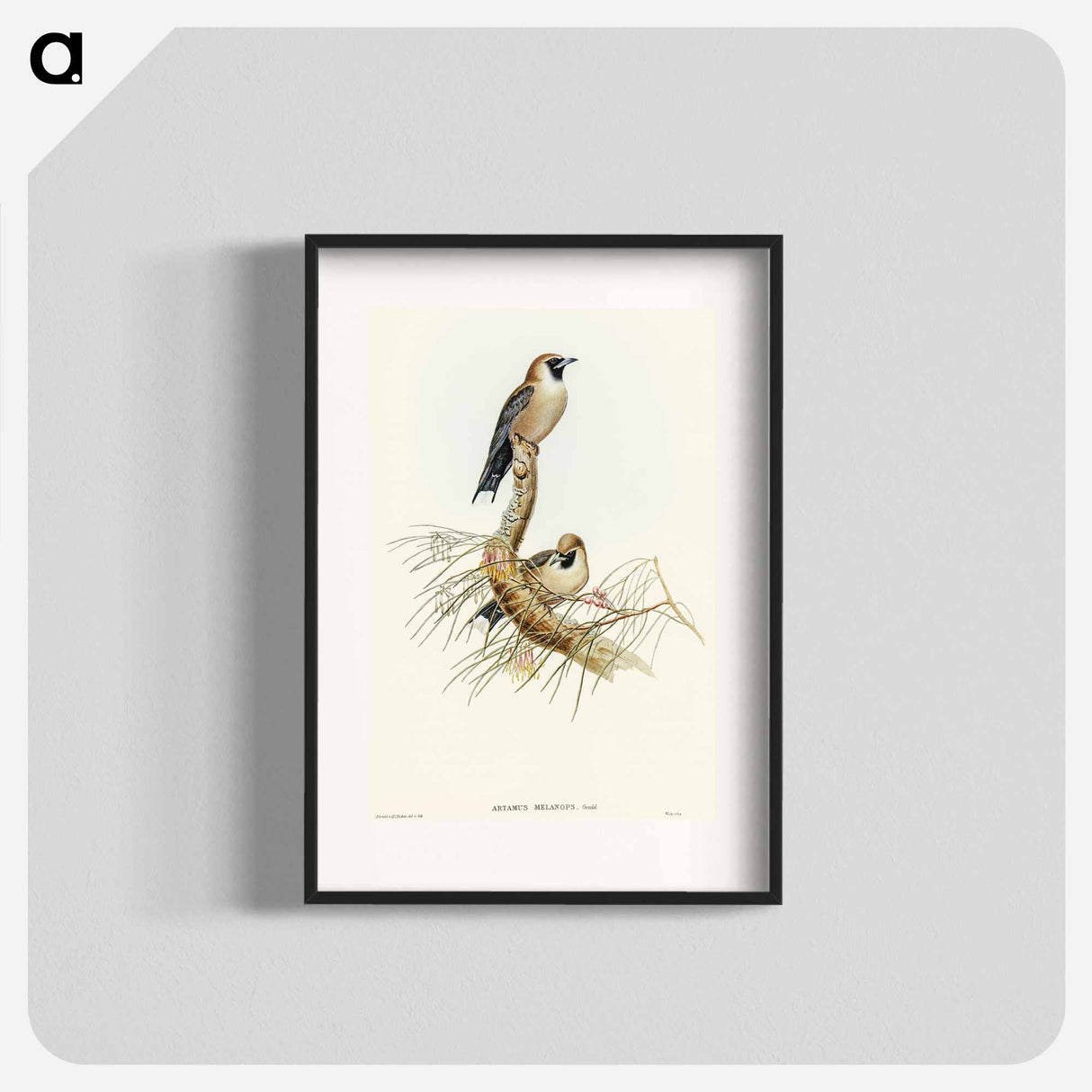 アートポスター-Black-faced Wood-Swallow
 - オーストラリアの鳥 Poster.