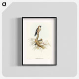 アートポスター-Black-faced Wood-Swallow
 - オーストラリアの鳥 Poster.