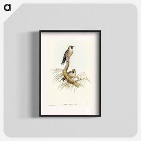 アートポスター-Black-faced Wood-Swallow
 - オーストラリアの鳥 Poster.