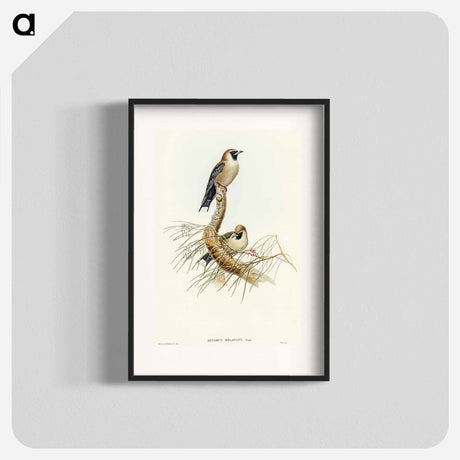 アートポスター-Black-faced Wood-Swallow
 - オーストラリアの鳥 Poster.