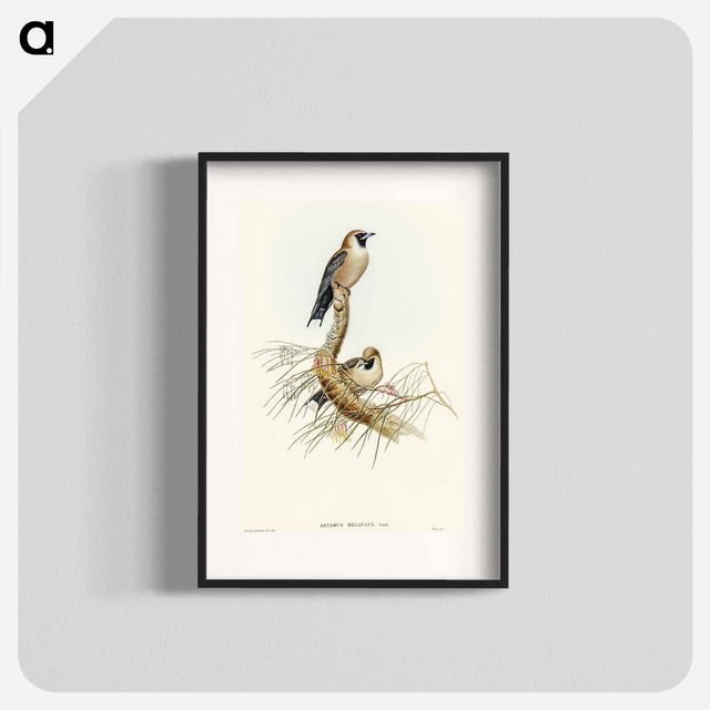 アートポスター-Black-faced Wood-Swallow
 - オーストラリアの鳥 Poster.