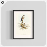 Black-faced Wood-Swallow
 - オーストラリアの鳥 Poster.