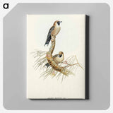 アートパネル-Black-faced Wood-Swallow
 - オーストラリアの鳥 Canvas.