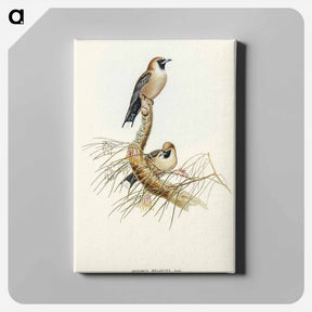 アートパネル-Black-faced Wood-Swallow
 - オーストラリアの鳥 Canvas.