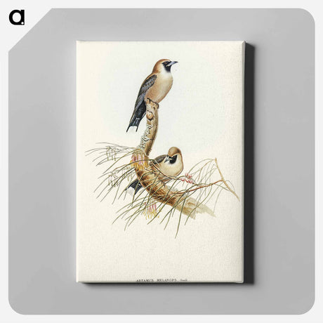 アートパネル-Black-faced Wood-Swallow
 - オーストラリアの鳥 Canvas.