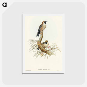 アートポストカード-Black-faced Wood-Swallow
 - オーストラリアの鳥 Postcard.
