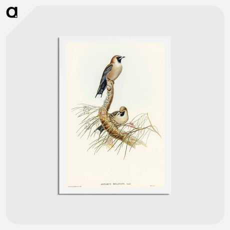アートポストカード-Black-faced Wood-Swallow
 - オーストラリアの鳥 Postcard.