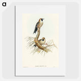 アートポスター-Black-faced Wood-Swallow
 - オーストラリアの鳥 Poster.