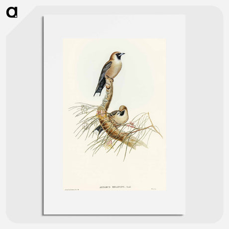 アートポスター-Black-faced Wood-Swallow
 - オーストラリアの鳥 Poster.