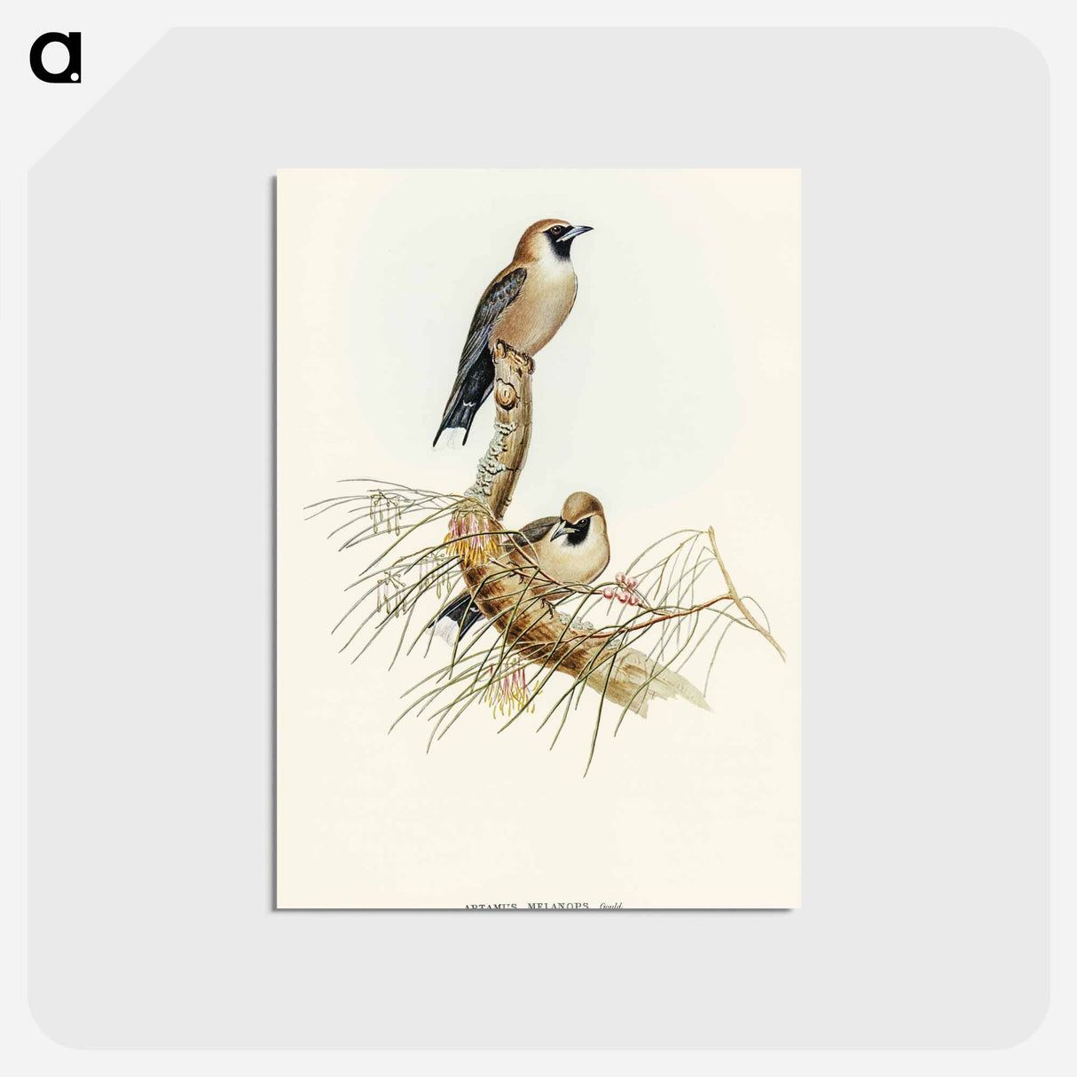 アートポストカード-Black-faced Wood-Swallow
 - オーストラリアの鳥 Postcard.