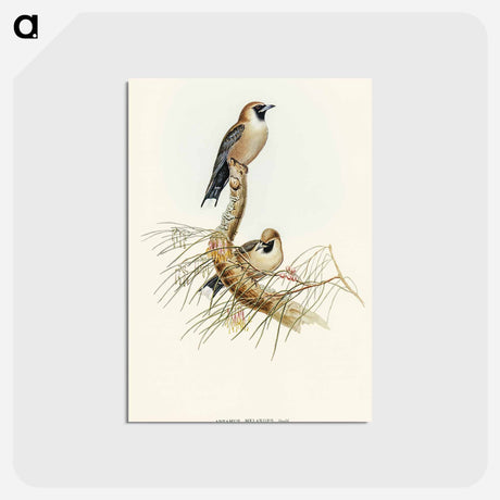 アートポストカード-Black-faced Wood-Swallow
 - オーストラリアの鳥 Postcard.