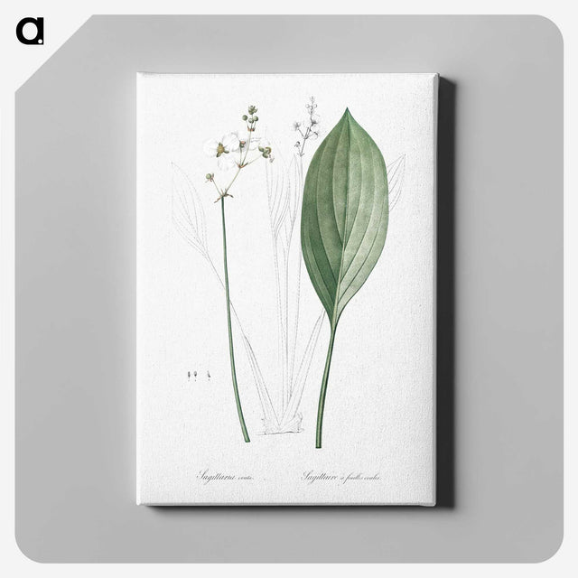 3-11_The-Lilies_canvas