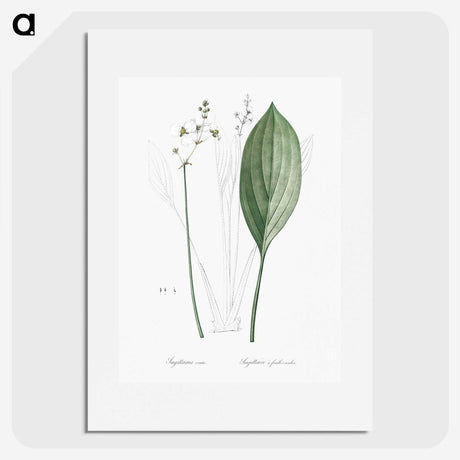 3-11_The-Lilies_picture