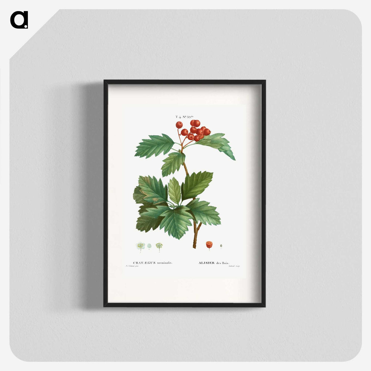 3-11_Treatise-on-Trees-and-Shrubs_blk