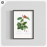 3-11_Treatise-on-Trees-and-Shrubs_blk