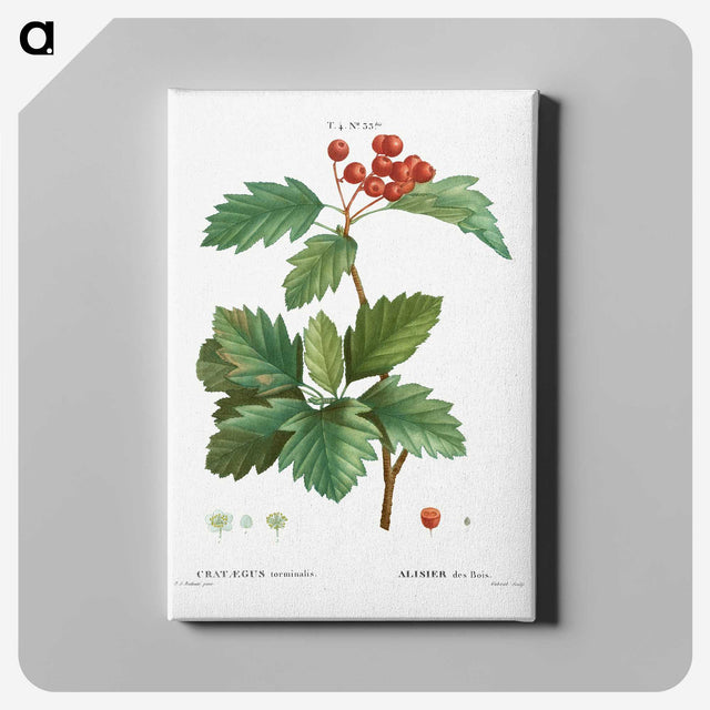 3-11_Treatise-on-Trees-and-Shrubs_canvas