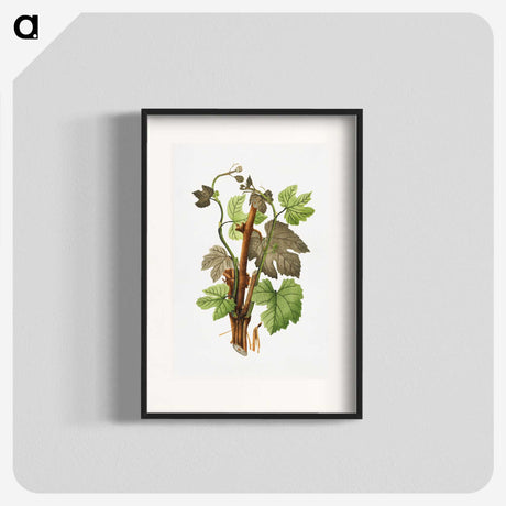 3-11_USDA-Watercolor-Fruit-Painting-Collection_blk