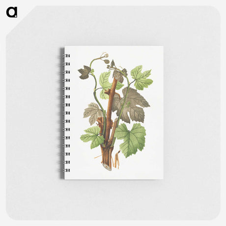 3-11_USDA-Watercolor-Fruit-Painting-Collection_memo