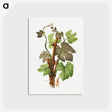 3-11_USDA-Watercolor-Fruit-Painting-Collection_postcard