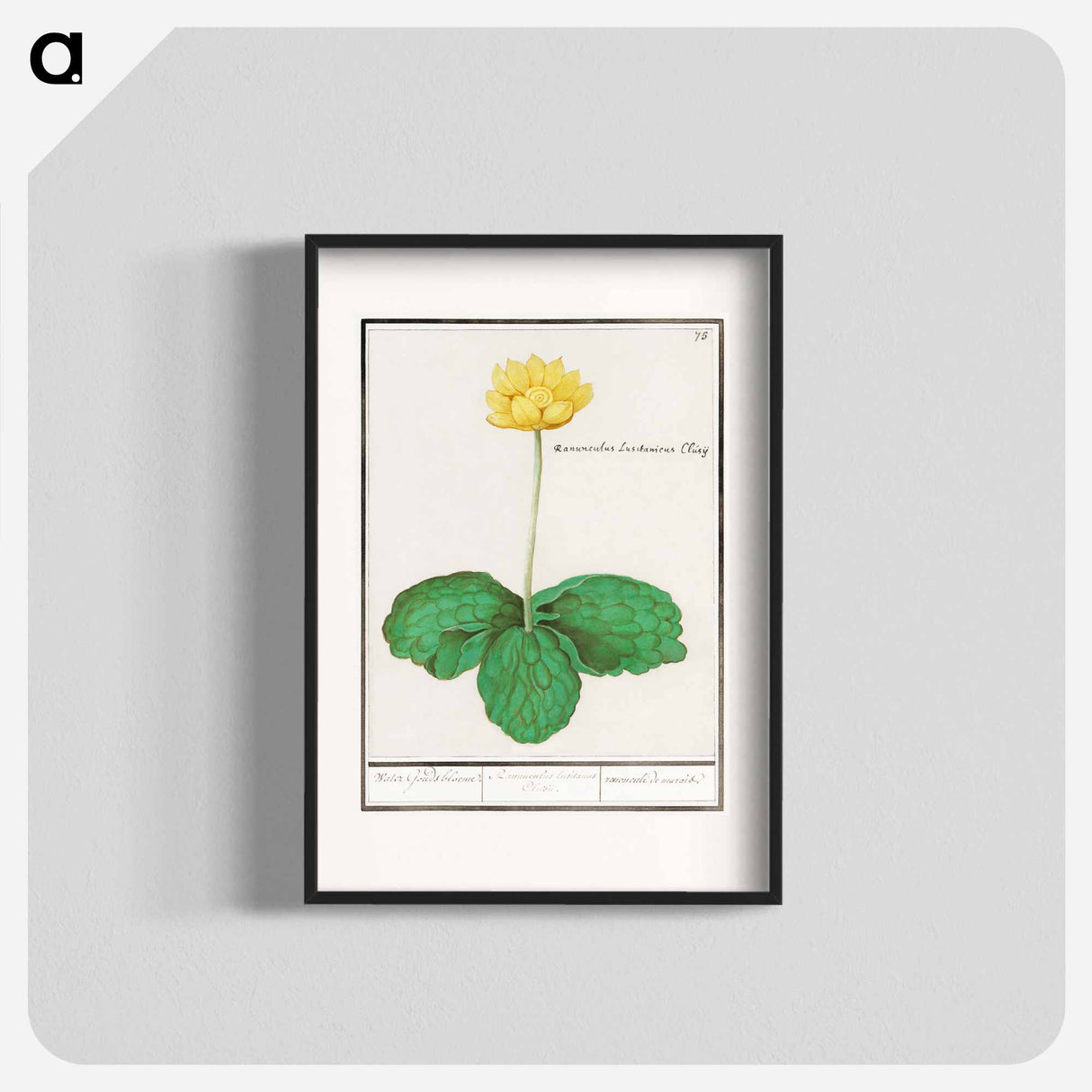 Yellow floppy - アンセルムス ボエティウス デ ブート Poster.