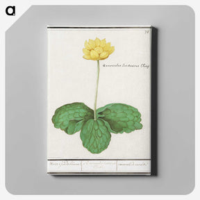 3-12_Anselmus-Boetius-de-Boodt_canvas