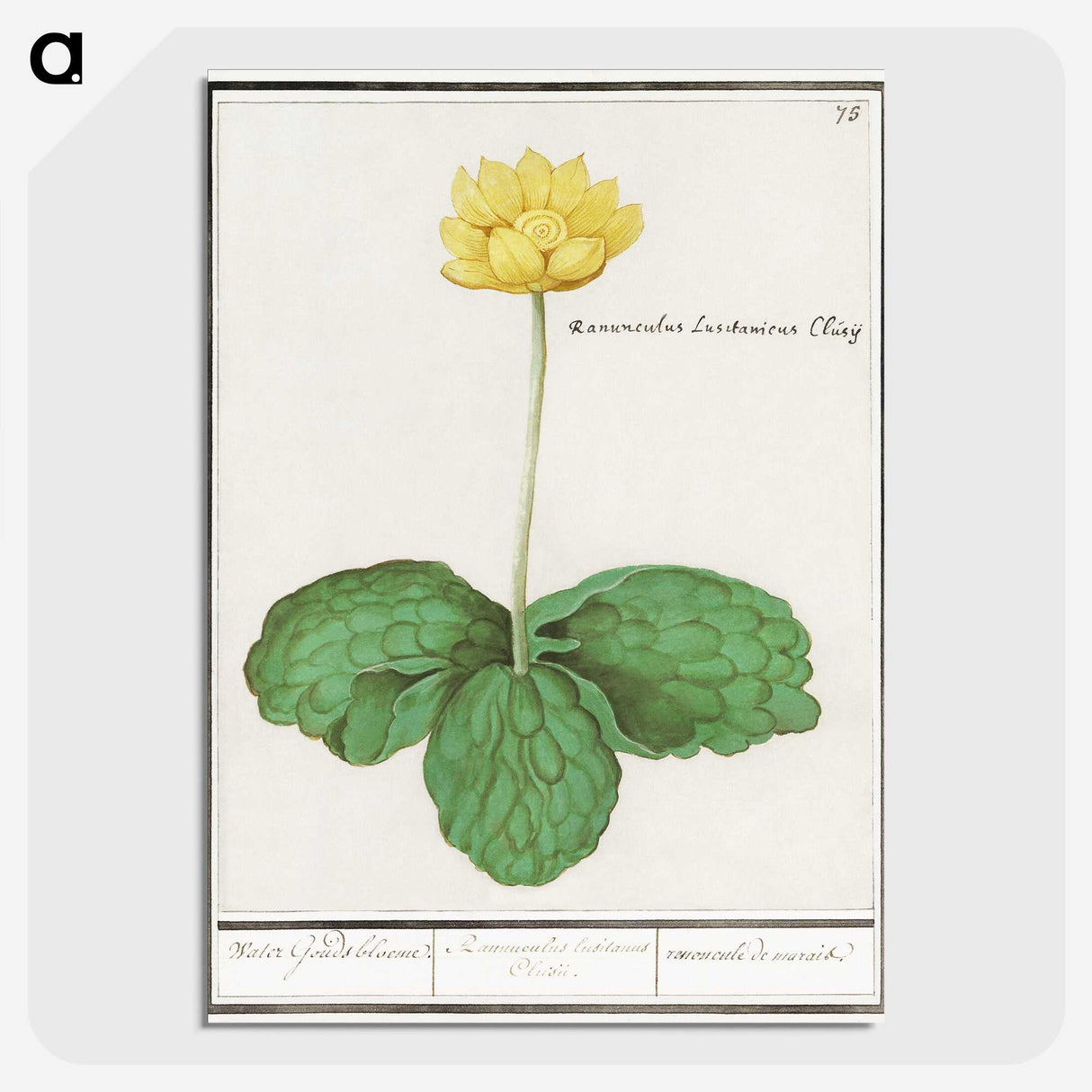 3-12_Anselmus-Boetius-de-Boodt_picture-crop