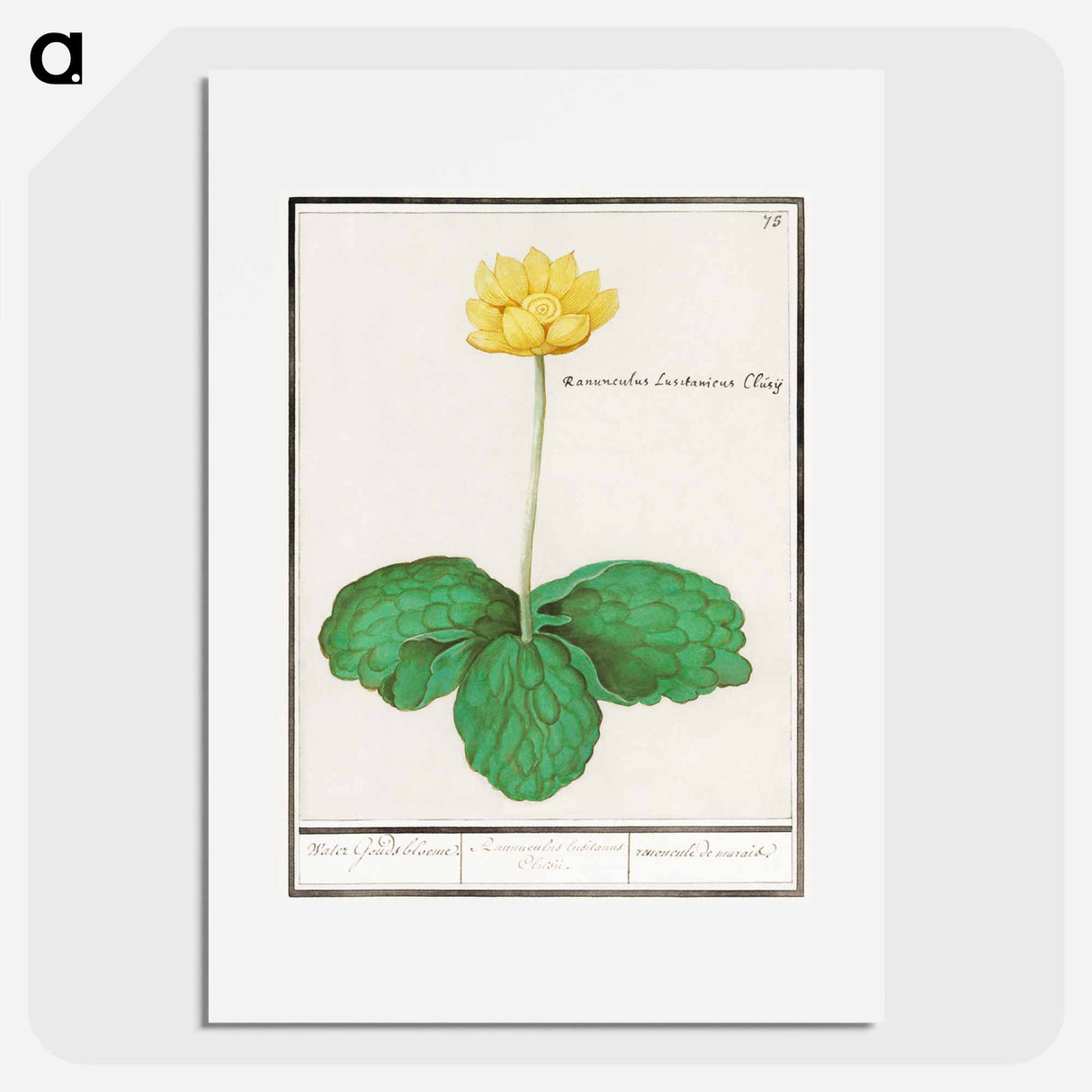 Yellow floppy - アンセルムス ボエティウス デ ブート Poster.
