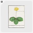 3-12_Anselmus-Boetius-de-Boodt_postcard