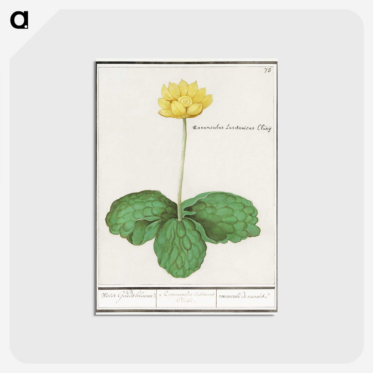3-12_Anselmus-Boetius-de-Boodt_postcard