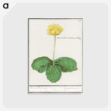3-12_Anselmus-Boetius-de-Boodt_postcard