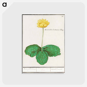 アートポストカード-Yellow floppy - アンセルムス ボエティウス デ ブート Postcard.