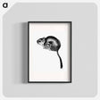 アートポスター-Lord Derby's Scaly-Tailed Squirrel
 - 大英図書館 Poster.