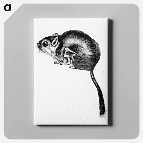 アートパネル-Lord Derby's Scaly-Tailed Squirrel
 - 大英図書館 Canvas.