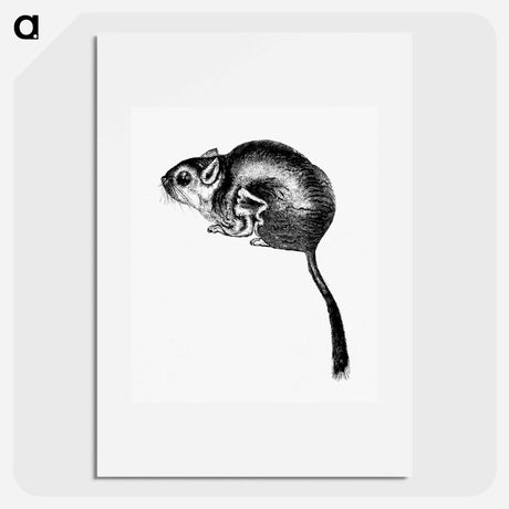 アートポスター-Lord Derby's Scaly-Tailed Squirrel
 - 大英図書館 Poster.