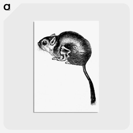 アートポストカード-Lord Derby's Scaly-Tailed Squirrel
 - 大英図書館 Postcard.