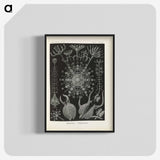 3-12_Ernst-Haeckel_blk-crop