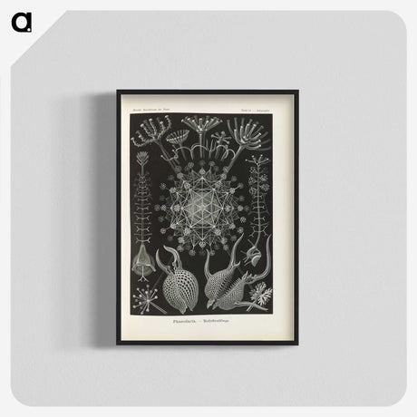 3-12_Ernst-Haeckel_blk-crop