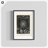 3-12_Ernst-Haeckel_blk