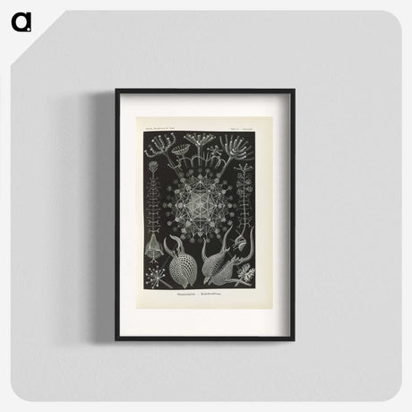 3-12_Ernst-Haeckel_blk