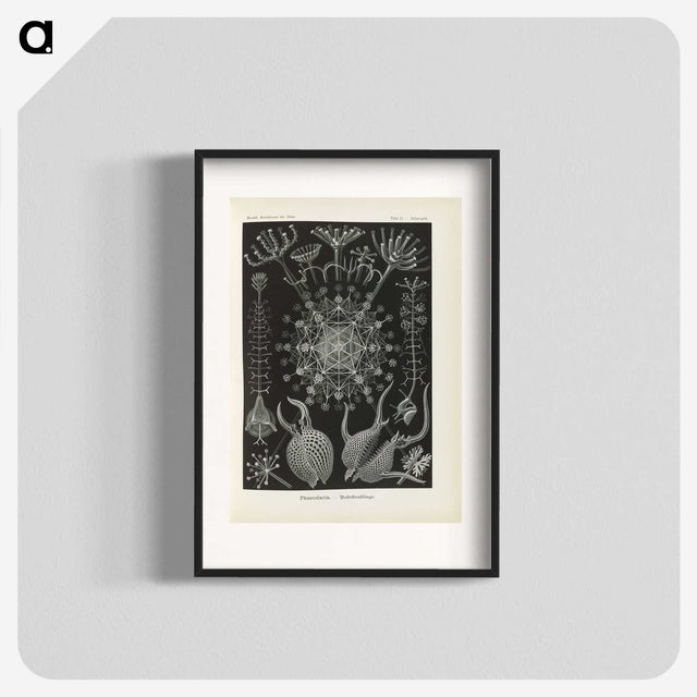 3-12_Ernst-Haeckel_blk