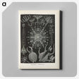 3-12_Ernst-Haeckel_canvas