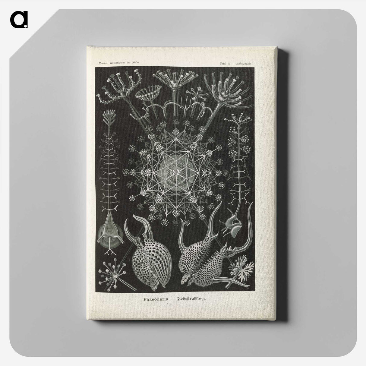 3-12_Ernst-Haeckel_canvas