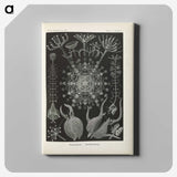 3-12_Ernst-Haeckel_canvas